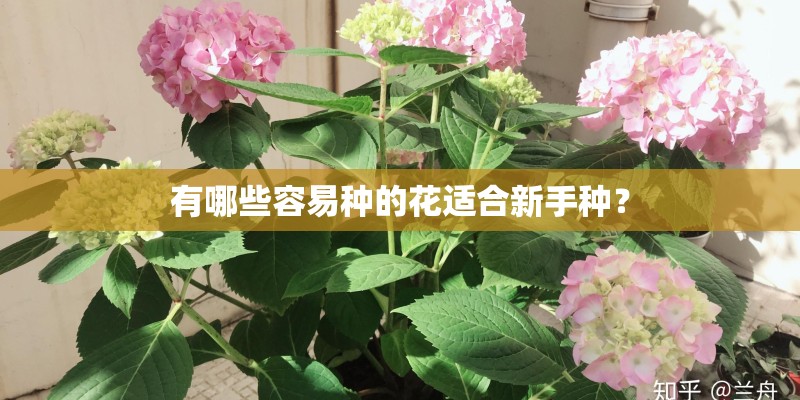 有哪些容易种的花适合新手种？