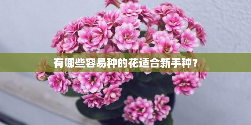 有哪些容易种的花适合新手种？