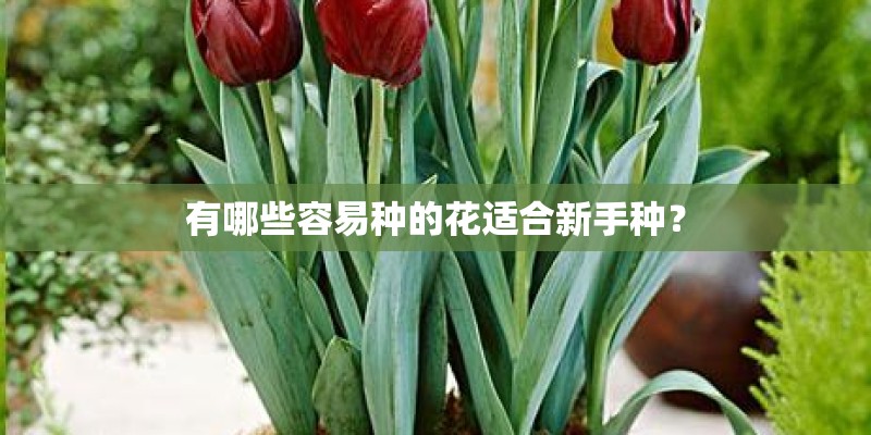 有哪些容易种的花适合新手种？