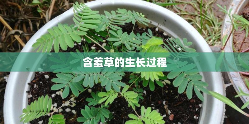 含羞草的生长过程