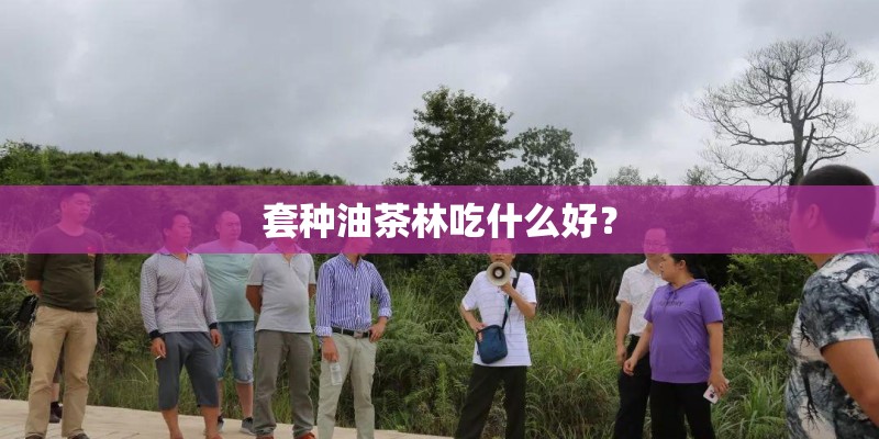 套种油茶林吃什么好？