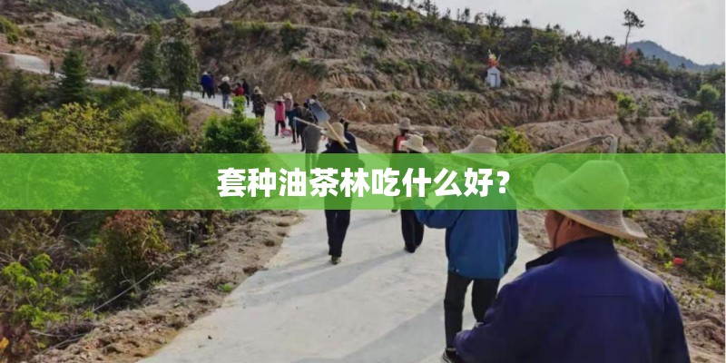 套种油茶林吃什么好？