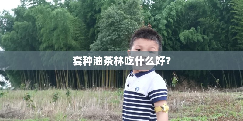套种油茶林吃什么好？