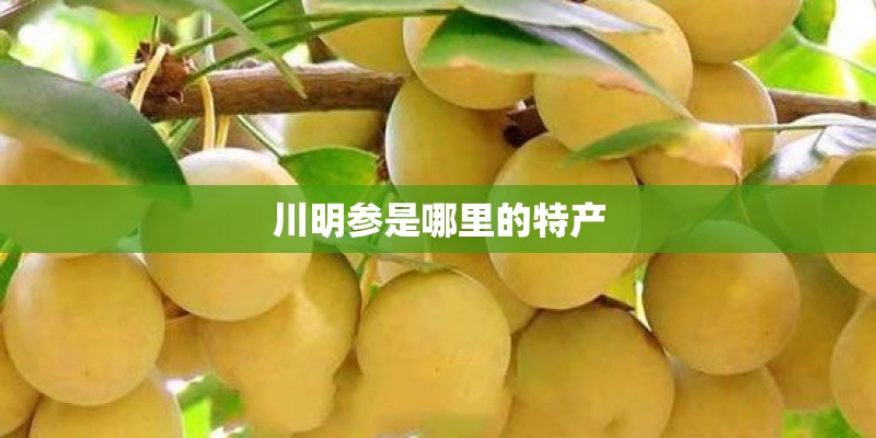 川明参是哪里的特产