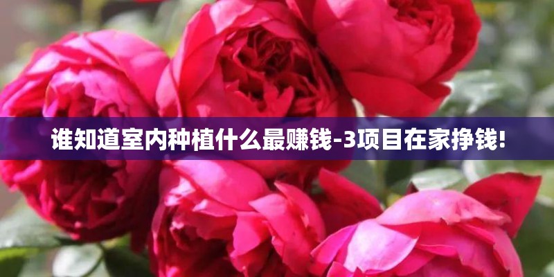 谁知道室内种植什么最赚钱-3项目在家挣钱! 谁知道室内种植什么最赚钱-3项目在家挣钱!
