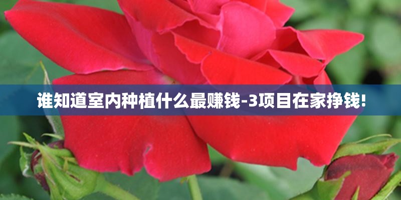 谁知道室内种植什么最赚钱-3项目在家挣钱! 谁知道室内种植什么最赚钱-3项目在家挣钱!