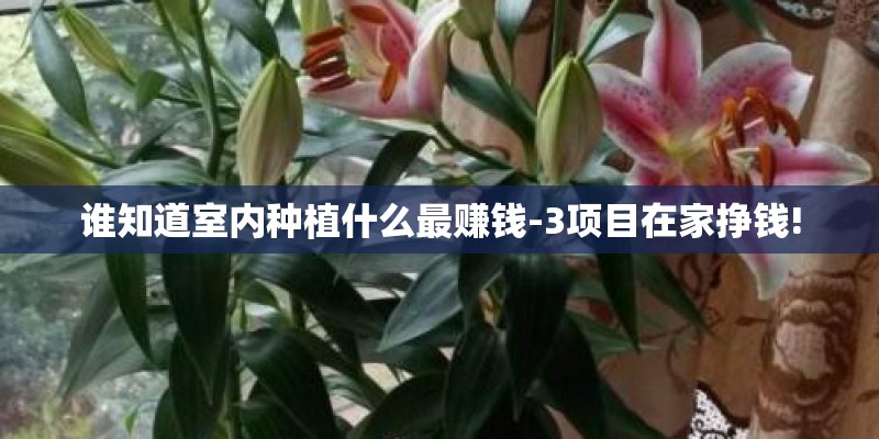 谁知道室内种植什么最赚钱-3项目在家挣钱! 谁知道室内种植什么最赚钱-3项目在家挣钱!