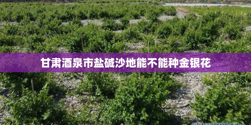 甘肃酒泉市盐碱沙地能不能种金银花