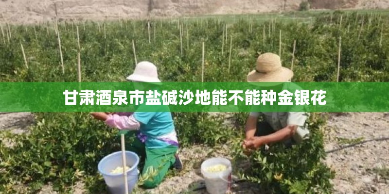 甘肃酒泉市盐碱沙地能不能种金银花