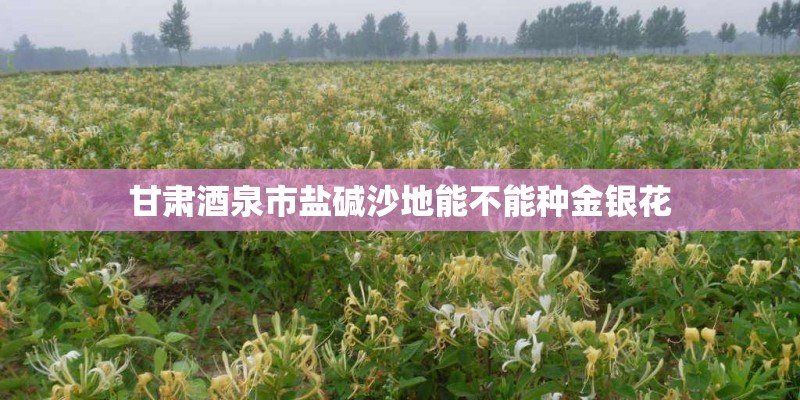 甘肃酒泉市盐碱沙地能不能种金银花