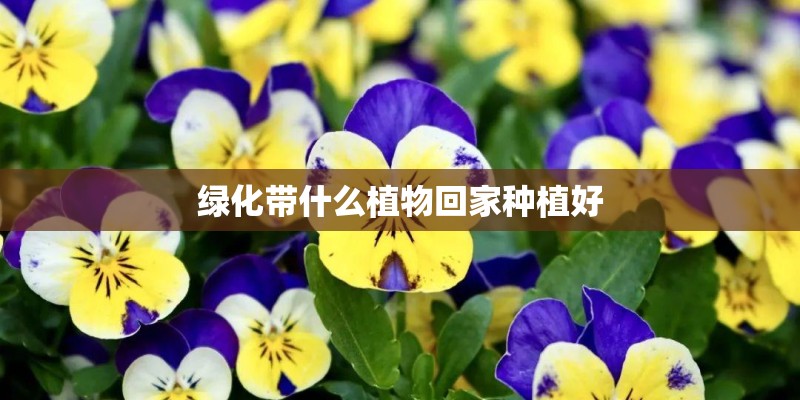 绿化带什么植物回家种植好
