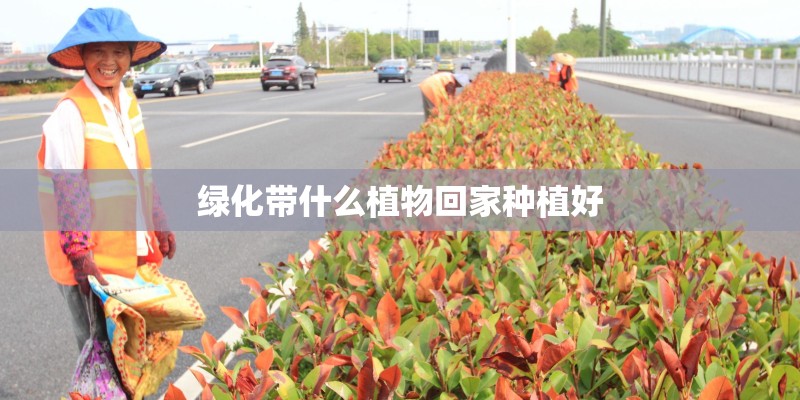 绿化带什么植物回家种植好