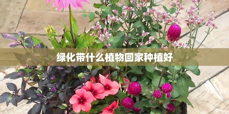 绿化带什么植物回家种植好