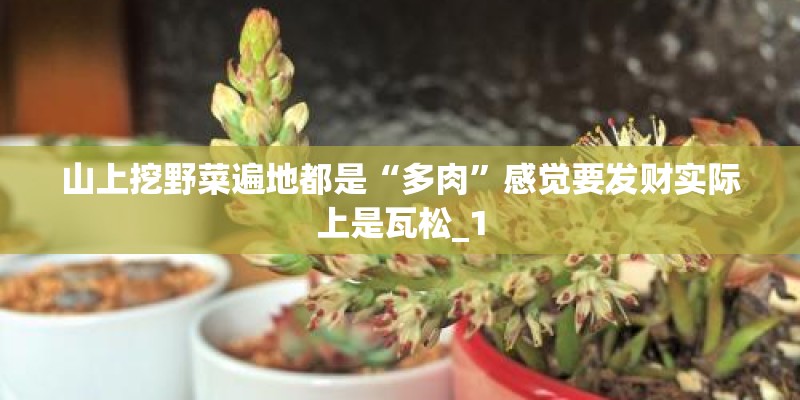 山上挖野菜遍地都是“多肉”感觉要发财实际上是瓦松_1 山上挖野菜遍地都是“多肉”感觉要发财实际上是瓦松_1