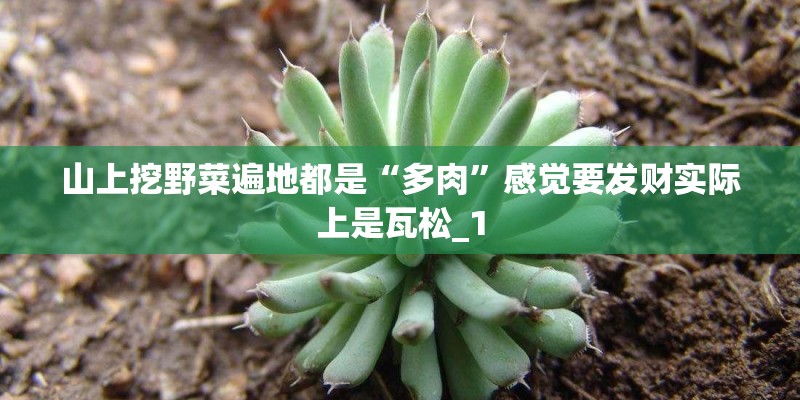 山上挖野菜遍地都是“多肉”感觉要发财实际上是瓦松_1 山上挖野菜遍地都是“多肉”感觉要发财实际上是瓦松_1