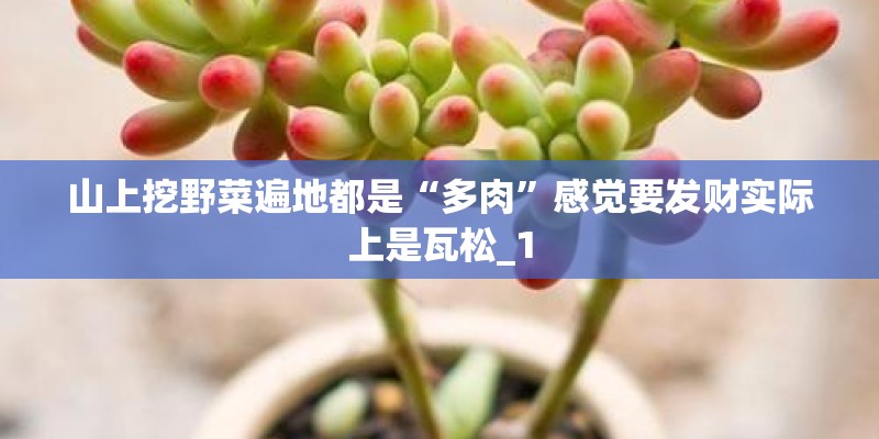 山上挖野菜遍地都是“多肉”感觉要发财实际上是瓦松_1 山上挖野菜遍地都是“多肉”感觉要发财实际上是瓦松_1