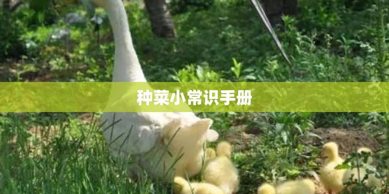 种菜小常识手册