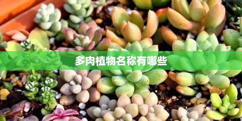 多肉植物名称有哪些