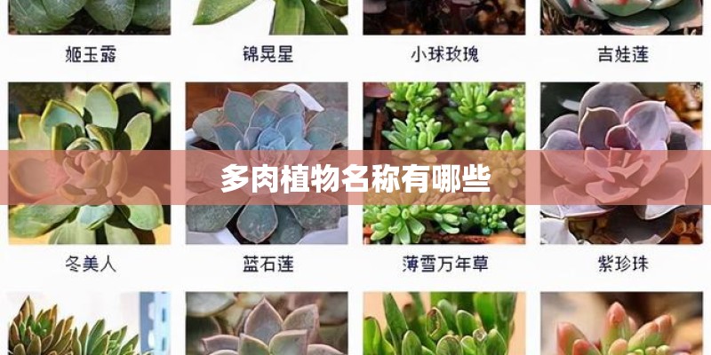 多肉植物名称有哪些