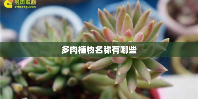 多肉植物名称有哪些