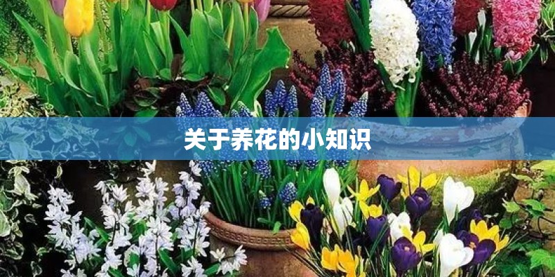 关于养花的小知识