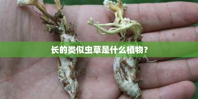 长的类似虫草是什么植物？