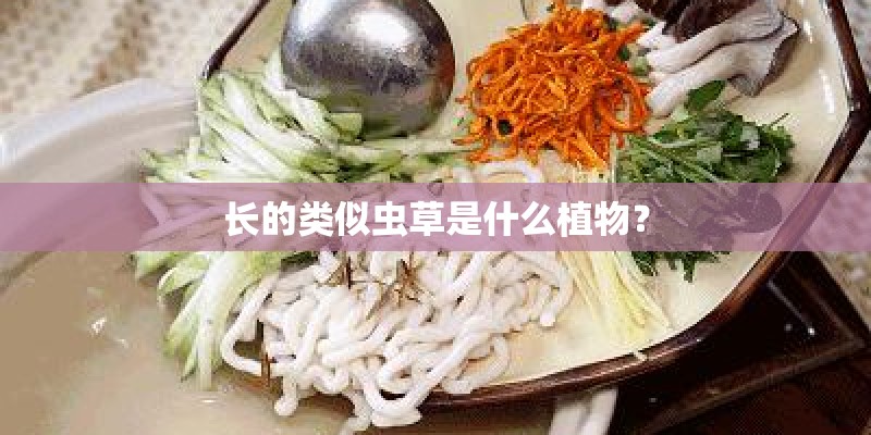 长的类似虫草是什么植物？