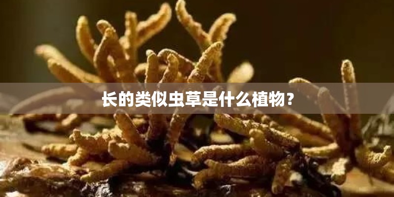 长的类似虫草是什么植物？