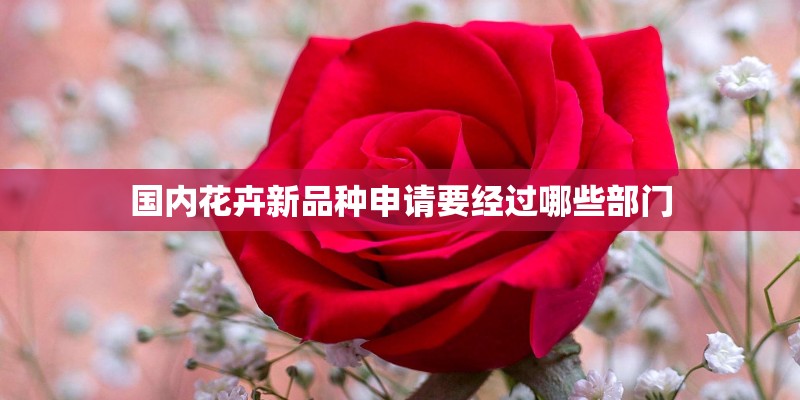 国内花卉新品种申请要经过哪些部门