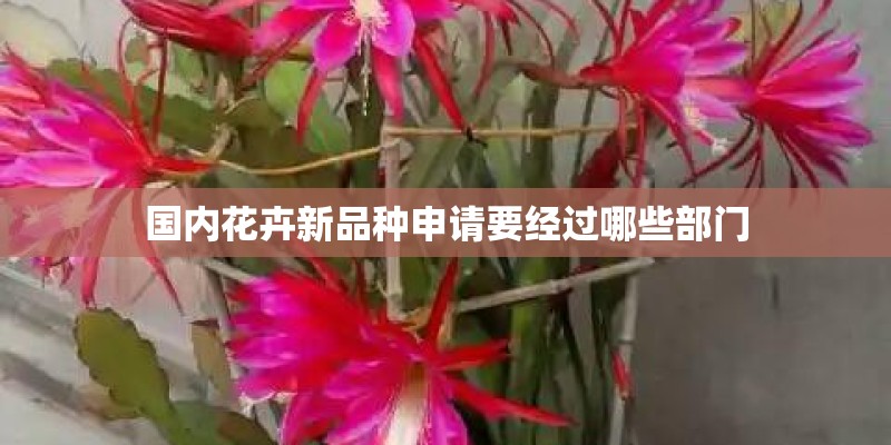 国内花卉新品种申请要经过哪些部门