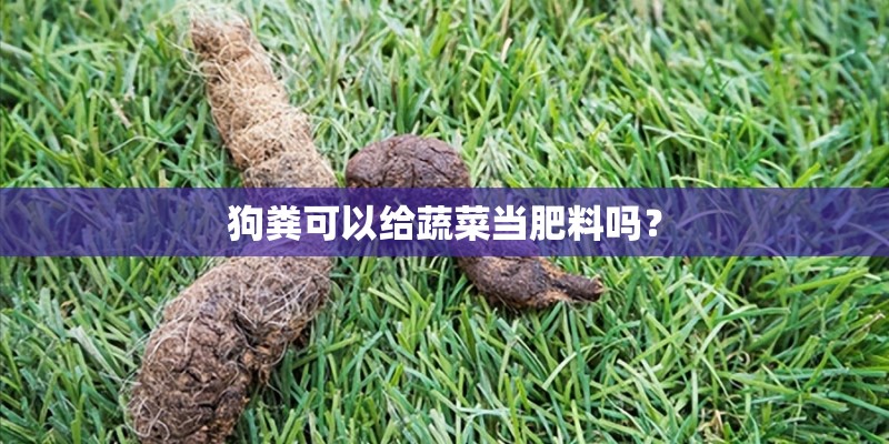 狗粪可以给蔬菜当肥料吗? 狗粪可以给蔬菜当肥料吗?