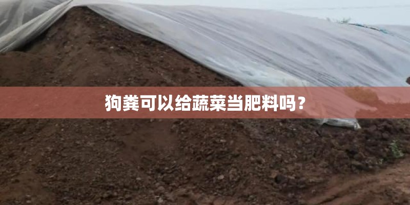 狗粪可以给蔬菜当肥料吗? 狗粪可以给蔬菜当肥料吗?