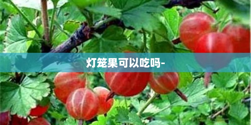 灯笼果可以吃吗- 灯笼果可以吃吗-