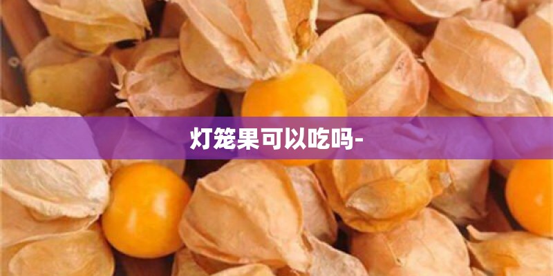 灯笼果可以吃吗- 灯笼果可以吃吗-