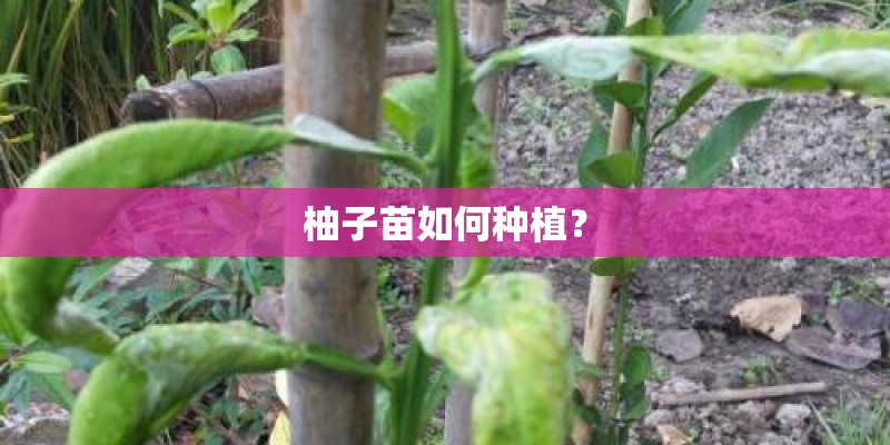 柚子苗如何种植？
