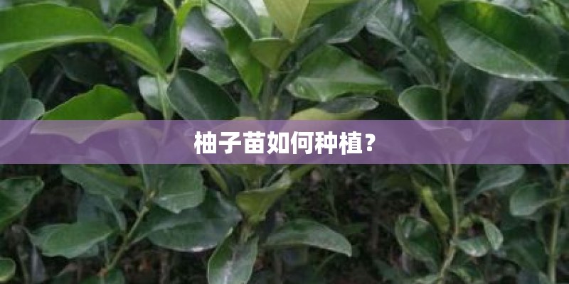 柚子苗如何种植？