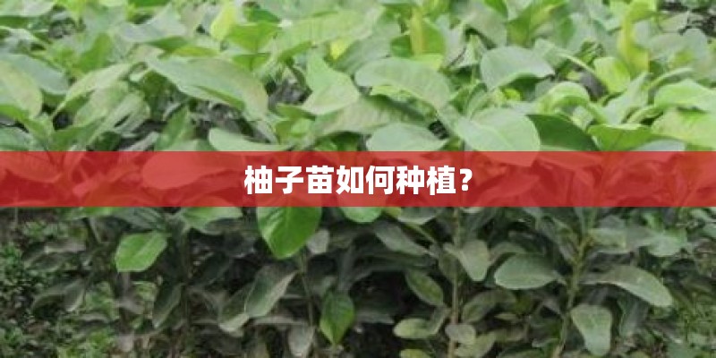 柚子苗如何种植？