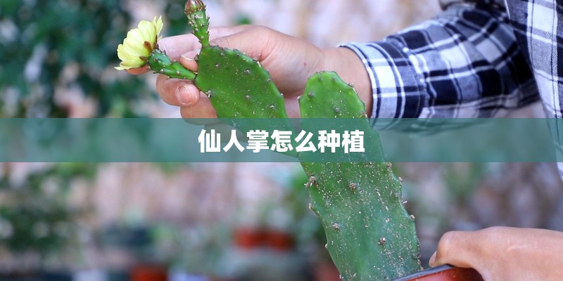 仙人掌怎么种植