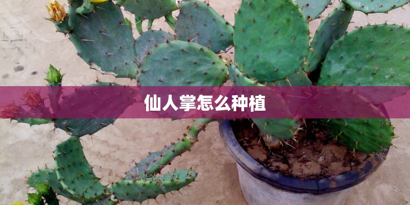 仙人掌怎么种植
