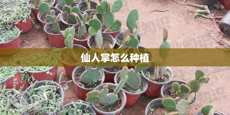 仙人掌怎么种植