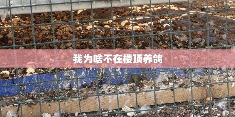 我为啥不在楼顶养鸽