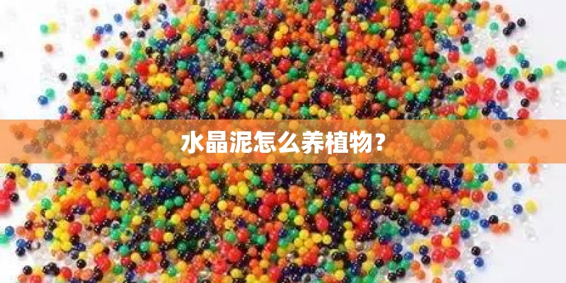 水晶泥怎么养植物? 水晶泥怎么养植物?