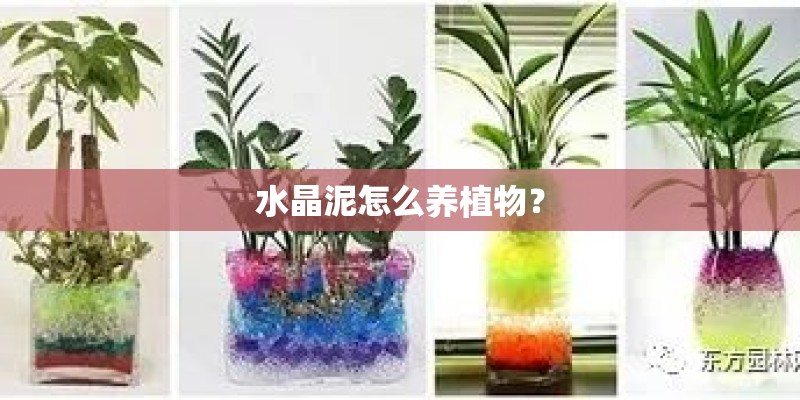 水晶泥怎么养植物? 水晶泥怎么养植物?
