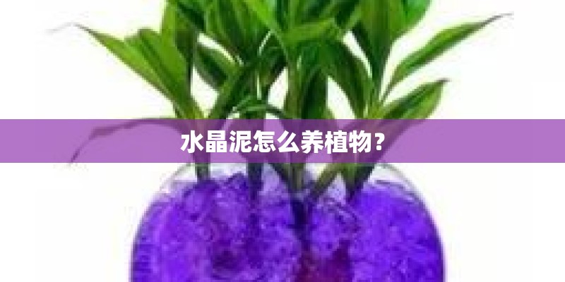 水晶泥怎么养植物? 水晶泥怎么养植物?