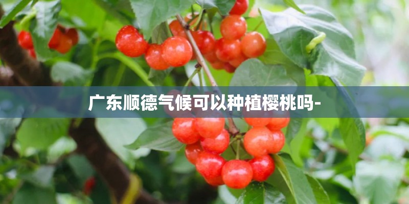 广东顺德气候可以种植樱桃吗-
