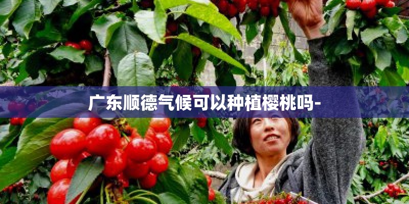 广东顺德气候可以种植樱桃吗-