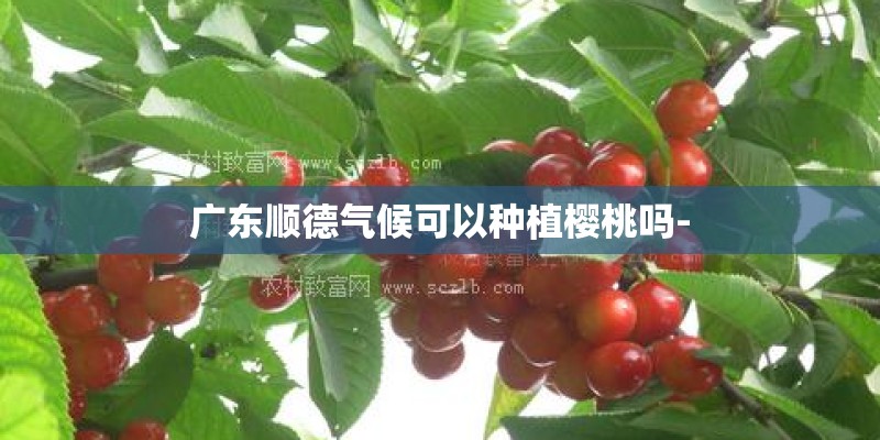 广东顺德气候可以种植樱桃吗-