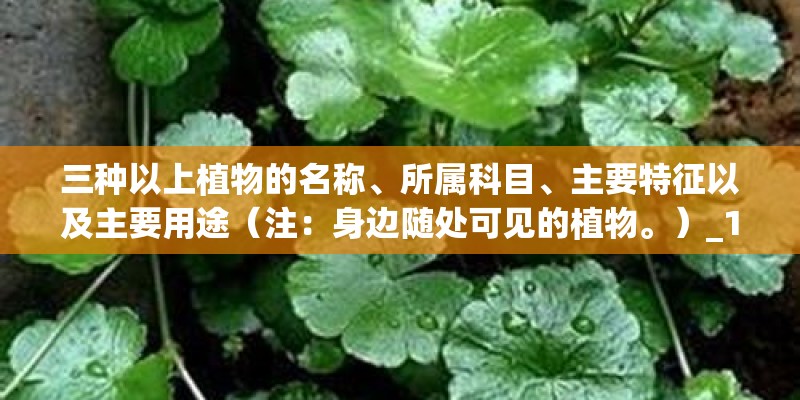 三种以上植物的名称、所属科目、主要特征以及主要用途（注：身边随处可见的植物。）_1