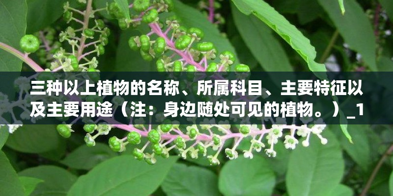 三种以上植物的名称、所属科目、主要特征以及主要用途（注：身边随处可见的植物。）_1