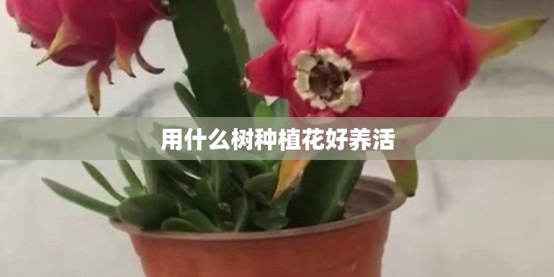 用什么树种植花好养活 用什么树种植花好养活